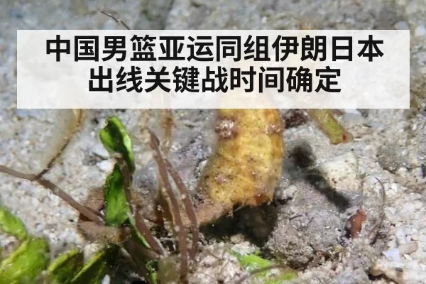 中国男篮亚运同组伊朗日本 出线关键战时间确定